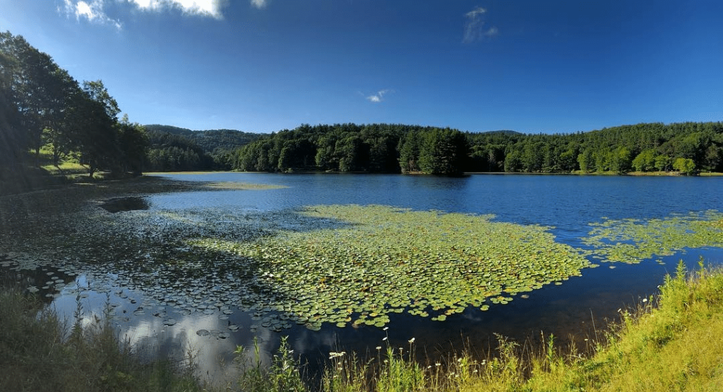 Scenic Lake Gilmer, TX, with lily pads on calm blue water, surrounded by  Attractions green forests and hills under a clear sky.