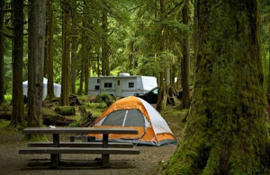 Camping Under the Pines