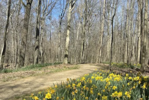 Daffodil Loop Wildlife Trail