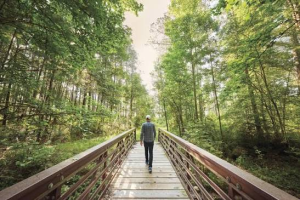 Hiking Through Pine Forest Trails