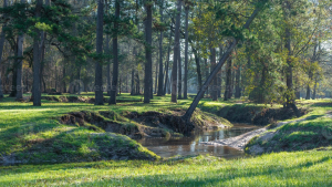 Outdoor Adventures in East Texas Pine Country