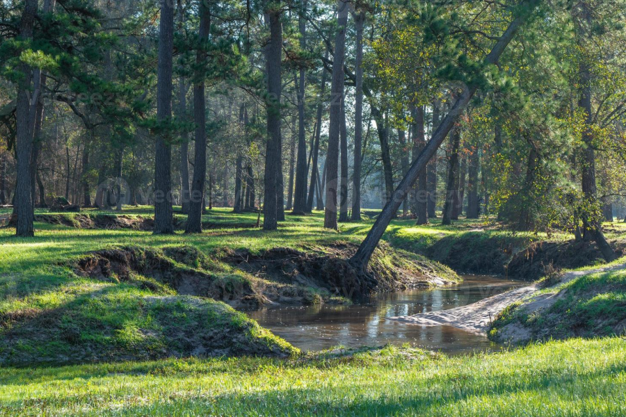 Outdoor Adventures in East Texas Pine Country