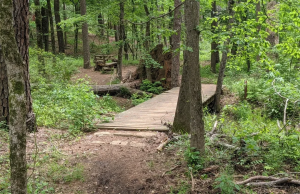 Tyler State Park Forest Trails