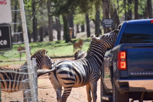 Wildlife and Natural Encounters